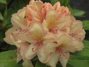 Rhododendron Belkanto (S)